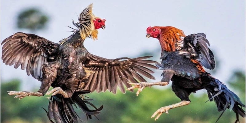 Đá gà chạy kiệu là gì? - Bí thuật nuôi gà chọi hiệu quả 1 Chi-tiet-ve-da-ga-chay-kieu-la-gi-