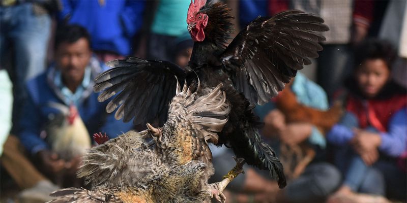 Đá Đĩa - Thế Đá Hiểm Và Gây Sát Thương Cực Mạnh Cho Đối Thủ 1 Tổng quan về gà đá đĩa