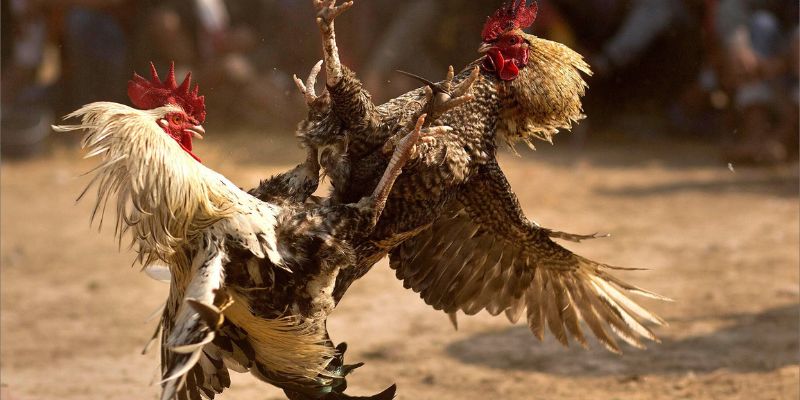 Đá Đĩa - Thế Đá Hiểm Và Gây Sát Thương Cực Mạnh Cho Đối Thủ 4 Các vị trí tử địa trong thế đá đĩa