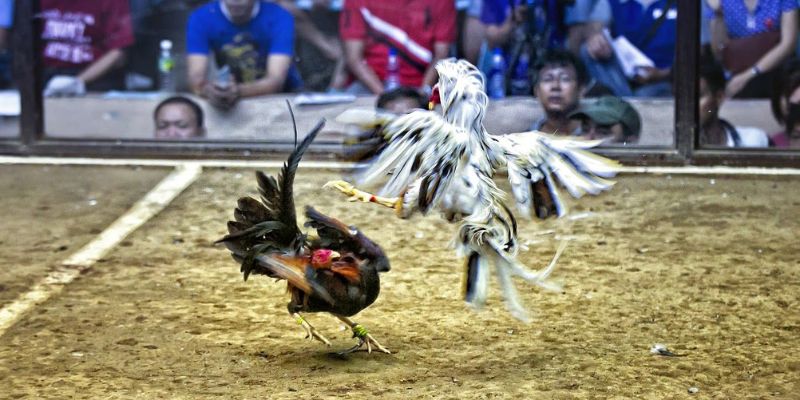 Đá Đĩa - Thế Đá Hiểm Và Gây Sát Thương Cực Mạnh Cho Đối Thủ 2 Ưu điểm của thế gà đá đỉnh cao