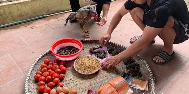 Đá gà liên hoàn cước - Bật mí bí quyết đánh bại mọi đối thủ 4 Chế độ ăn uống khi chăm sóc chiến kê rất quan trọng
