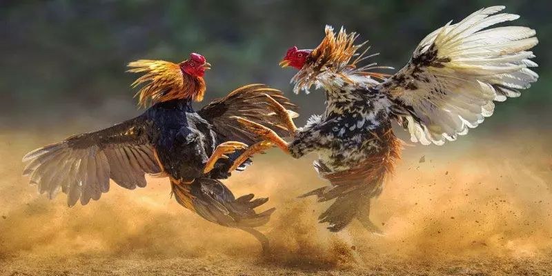 Đá gà liên hoàn cước - Bật mí bí quyết đánh bại mọi đối thủ 3 Nâng cao kỹ năng cho chiến kê