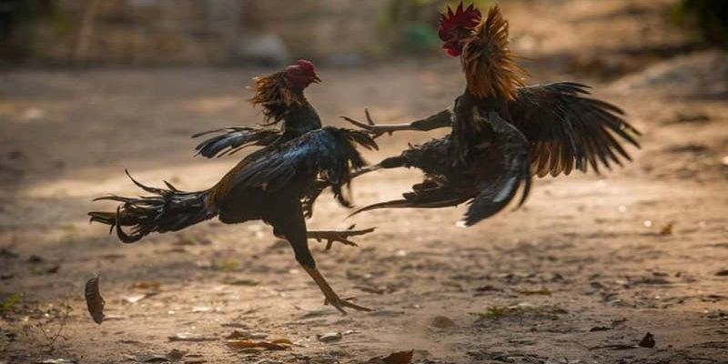 Đá gà liên hoàn cước - Bật mí bí quyết đánh bại mọi đối thủ 2 Phong cách ra đòn