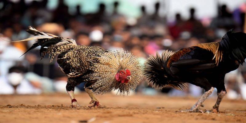 Đá Hồi Mã Thương - Lối Đá Gà Thần Thánh Với Cơ Hội Thắng Lớn 4 Kinh nghiệm nuôi gà mang lại hiệu quả cao cho chiến kê