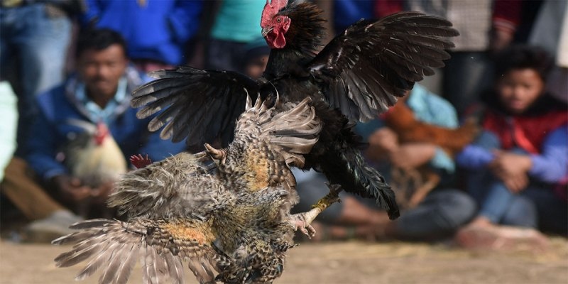 Đá Hồi Mã Thương - Lối Đá Gà Thần Thánh Với Cơ Hội Thắng Lớn 3 Sức mạnh vượt trội của đòn đá mã thương trong truyền thuyết