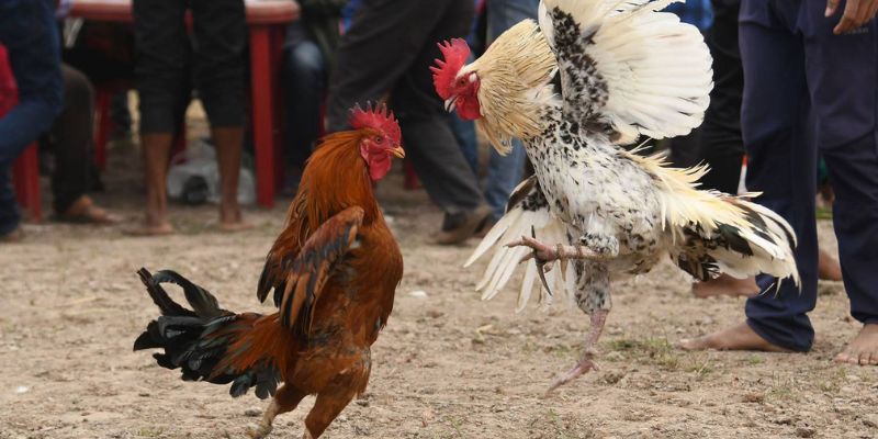 Đá Hầu: Tổng Hợp Các Lối Đánh Hay Của Chiến Kê 3 Đánh hầu thụt một kỹ thuật ra đòn hiệu quả