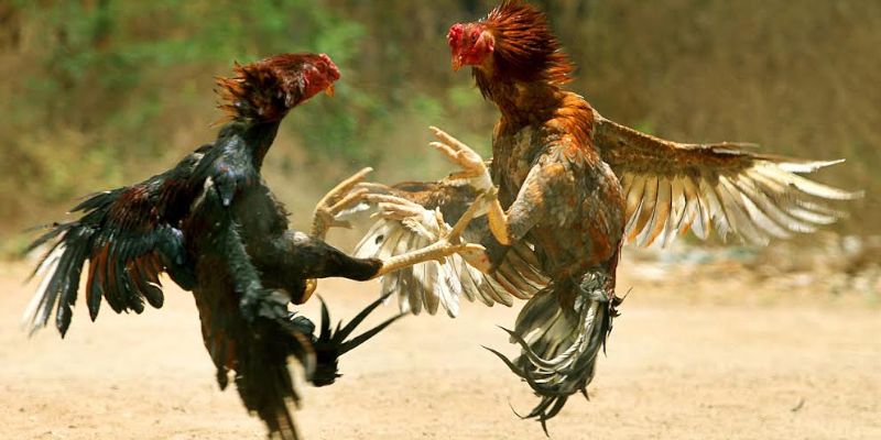 Gà Chọi Đá Mé - Đặc Điểm, Các Lối Đá Và Cách Nuôi Hiệu Quả 1 Gà chọi đá mé đẳng cấp