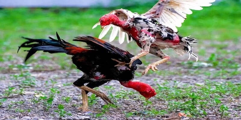 Gà Đá Chui Rúc Và Những Ưu Điểm Khi Áp Dụng Thế Đòn Này 1 Tìm hiểu về gà đá chui rúc