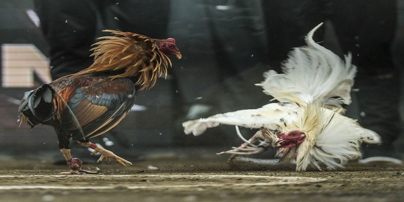 Gà Đá Chui Rúc Và Những Ưu Điểm Khi Áp Dụng Thế Đòn Này 4 Tìm hiểu về thời điểm sử dụng lối đá chui rúc hiệu quả của gà