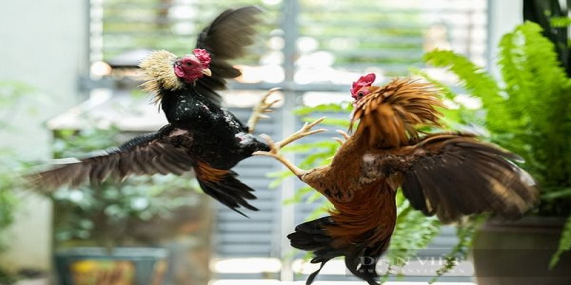 Gà Đá Chui Rúc Và Những Ưu Điểm Khi Áp Dụng Thế Đòn Này 2 Ưu điểm của thế đá là nắm được điểm yếu phía sau của đối phương