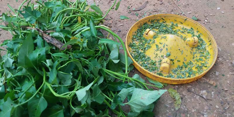 Thế Gà Đá Xạ - Đòn Đánh Cực Hiểm Của Nhà Vô Địch 5 Rau xanh cần thiết trong chế độ dinh dưỡng của gà thi đấu