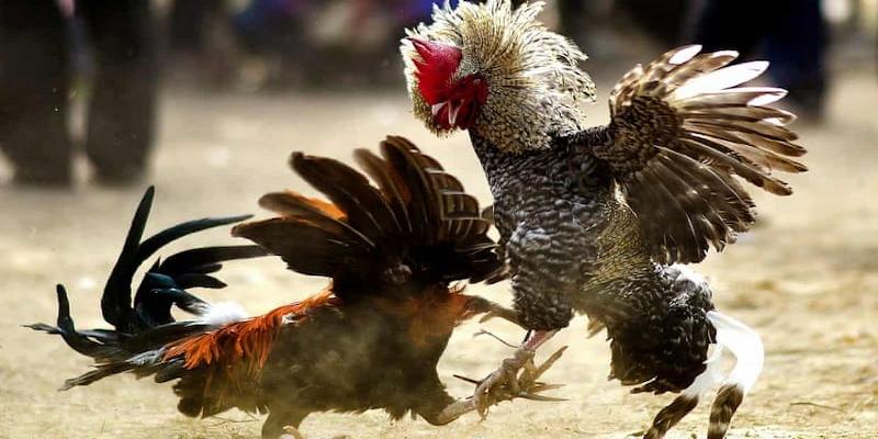 Đá Gà Đòn Độc - Những Kỹ Năng Hiểm Hóc Hạ Đối Thủ Cho Sư Kê 3 Tổng hợp các thế đá gà đòn độc đỉnh cao hiện nay