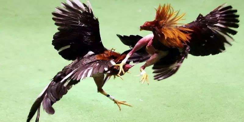 Đá gà liên hoàn cước - Bật mí bí quyết đánh bại mọi đối thủ 1 Tổng quan về đá gà liên hoàn cước