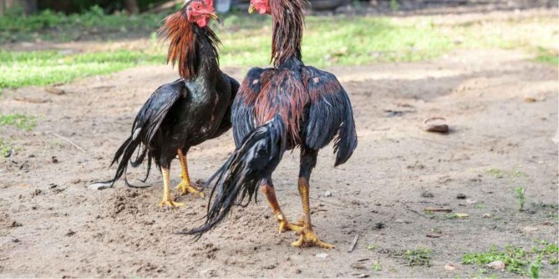 Đá gà MB66 nơi tụ tập của những trận chiến gay cấn và kịch tính! 3 Hướng dẫn bạn quy trình chơi chọi gà MB66 chi tiết