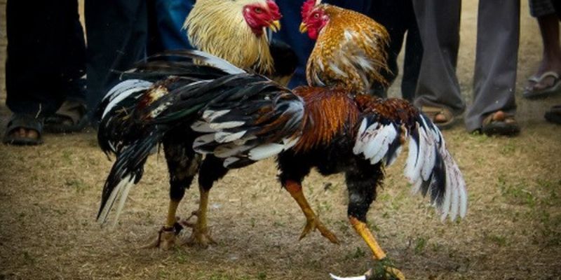 Đá gà MB66 nơi tụ tập của những trận chiến gay cấn và kịch tính! 2 Các thể loại đá gà hấp dẫn nhất có tại MB66