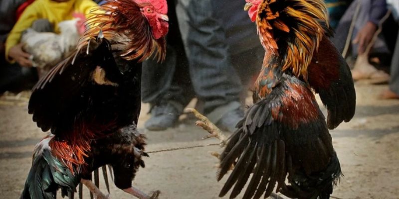 Đá gà MB66 nơi tụ tập của những trận chiến gay cấn và kịch tính! 1 Tổng hợp lý do anh em nên tham gia vào những trận chọi gà tại MB66