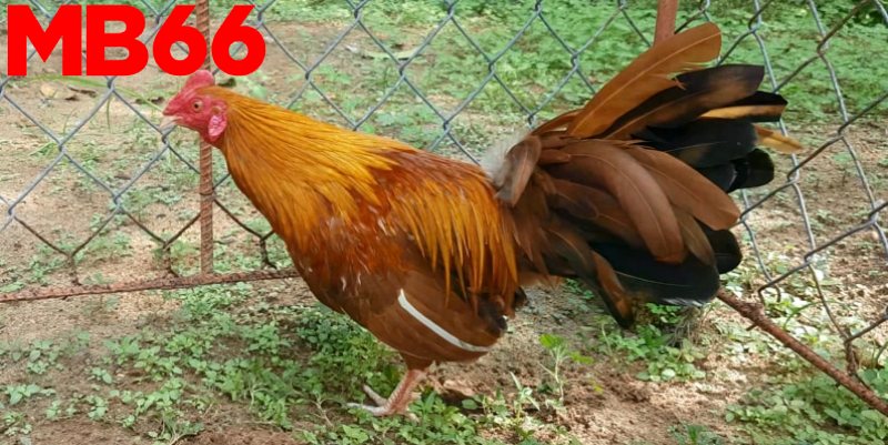 Gà Khét - Cách Chọn Thần Kê Chuẩn Xác Nắm Phần Thắng 1 Những điều cần biết về gà chọi khét - giống thần kê nổi tiếng