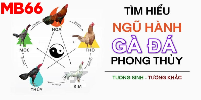 Gà Khét - Cách Chọn Thần Kê Chuẩn Xác Nắm Phần Thắng 4 Yếu tố tương sinh tương khắc khi chơi đá gà nên nắm rõ