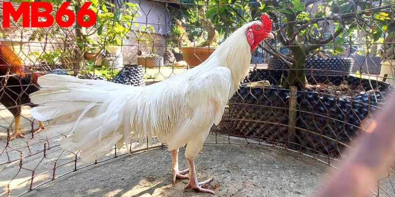 Gà Khét - Cách Chọn Thần Kê Chuẩn Xác Nắm Phần Thắng 3 Gà chọi khét chân đen trắng có năng lực thi đấu khá tốt