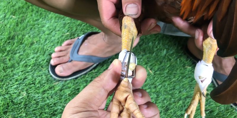 Lên Cựa Gà : Hướng Dẫn Cách Lên Cựa An Toàn, Đúng Kỹ Thuật 1 Tổng quan về việc lên cựa gà