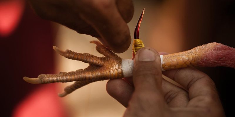 Lên Cựa Gà : Hướng Dẫn Cách Lên Cựa An Toàn, Đúng Kỹ Thuật 2 Tầm quan trọng khi biết cách lên cựa