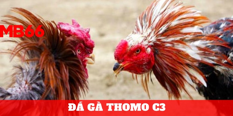 Đá Gà Thomo C3 - Sới Đấu Kê Nổi Tiếng Nhất Campuchia 1 Đá gà Thomo - Nơi được mệnh danh “ Thánh địa đá gà”