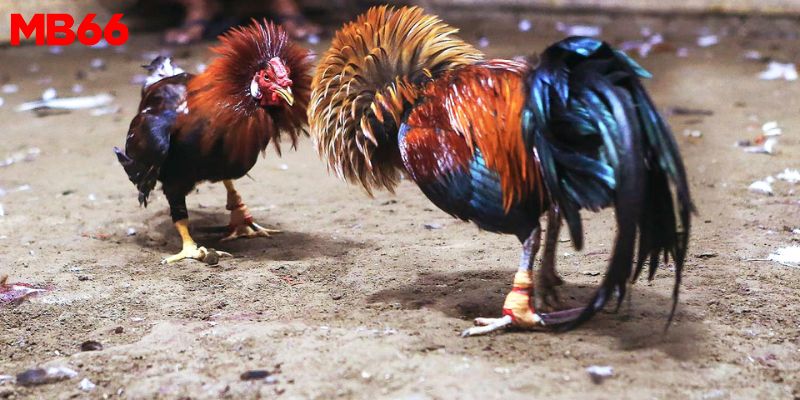 MB66 | Đá Gà Thomo C1 - Khám Phá Cách Chơi Từ A - Z Mới Nhất 3 Chiến kê C1 phải can đảm khi vào sân đấu