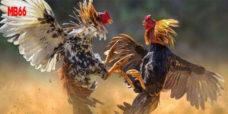 Đá Gà MB66 - Đặt Cược Kèo Hay, Rinh Ngay Quà Chất 4 Đánh giá kỹ càng chiến kê trước khi vào cược đá gà MB66