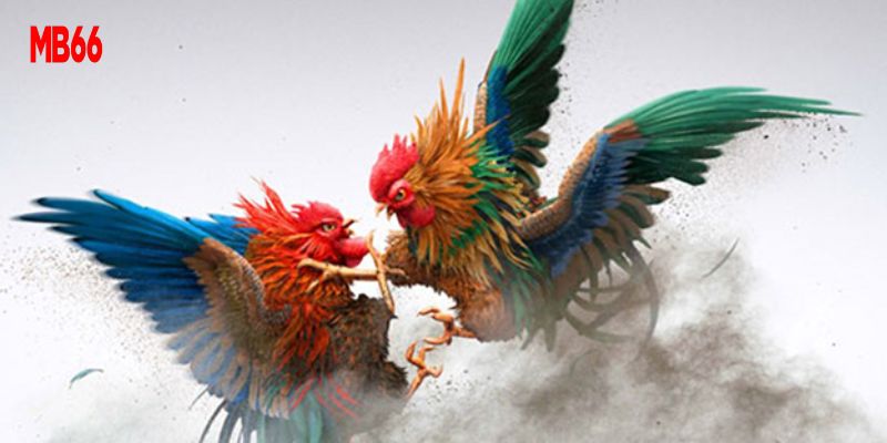 Đá Gà MB66 - Đặt Cược Kèo Hay, Rinh Ngay Quà Chất 2 Khám phá ưu điểm nổi bật của hạng mục đá gà MB66 online
