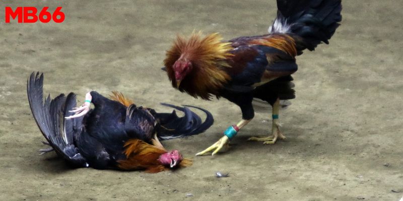 MB66 | Đá Gà Thomo C1 - Khám Phá Cách Chơi Từ A - Z Mới Nhất 2 Đá gà Thomo C1 cam kết công bằng và chuyên nghiệp