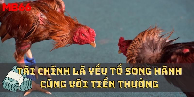 MB66 | Đá Gà Thomo C1 - Khám Phá Cách Chơi Từ A - Z Mới Nhất 4 Tài chính là yếu tố song hành cùng với tiền thưởng