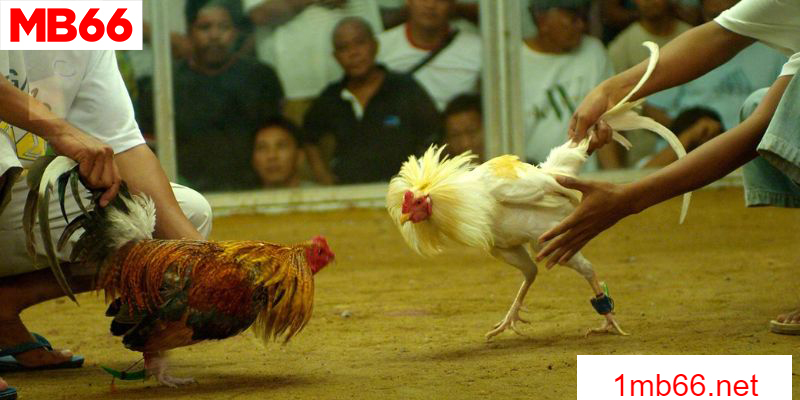 Đá Gà Đòn Trực Tiếp - Kê Chiến Tranh Hùng 3 Chiến thuật đặt cược bất bại tăng khả năng chiến thắng