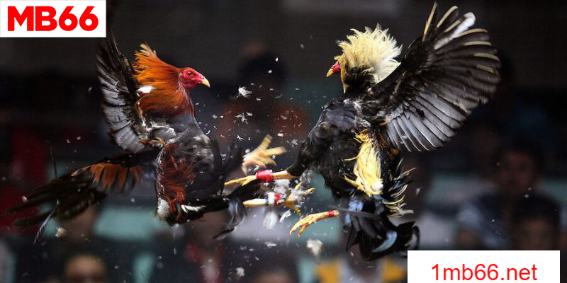 Đá Gà Đòn Trực Tiếp - Kê Chiến Tranh Hùng 2 Nắm vững cách chơi đá gà đòn trực tiếp một cách hiệu quả