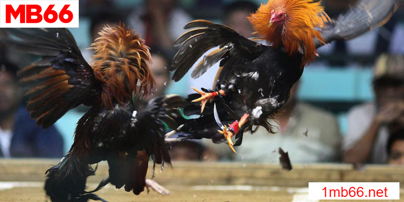 Đá Gà Đòn Trực Tiếp - Kê Chiến Tranh Hùng 1 Sự khởi đầu của đá gà đòn trực tiếp